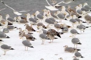 45. Racek bělohlavý (Larus cachinnans), hejno zimujících ptáků různého věku.